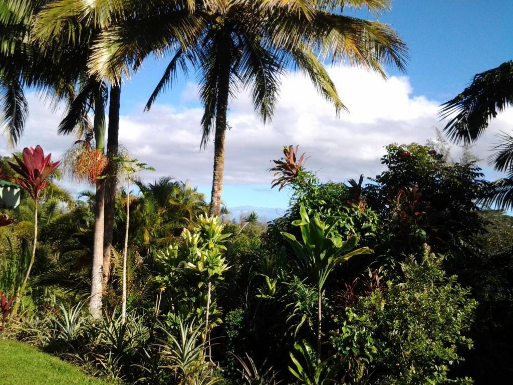 Lava Tree Tropic Inn Pahoa Экстерьер фото